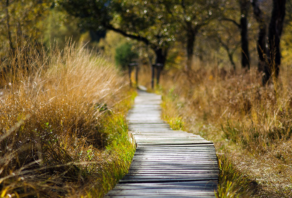 A walking trail of wooden slats running through vegetation (Pixabay)