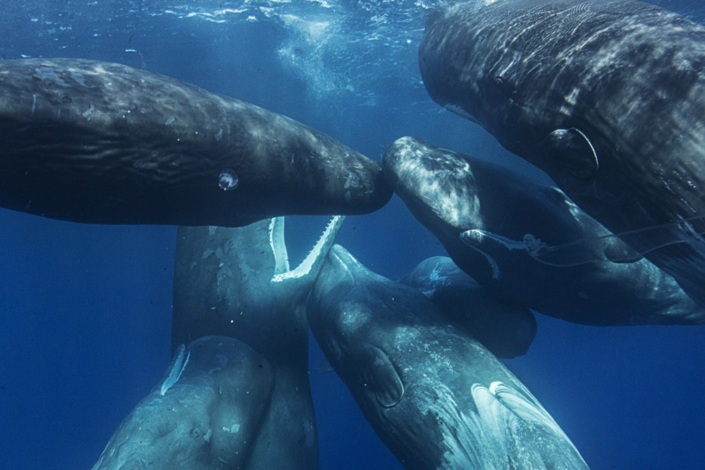 A pod of sperm whales interacting and socializing near the water's surface in the Atlantic Ocean near Azores. (Wikimedia Commons/Will Falcon aka Vitaly Sokol)