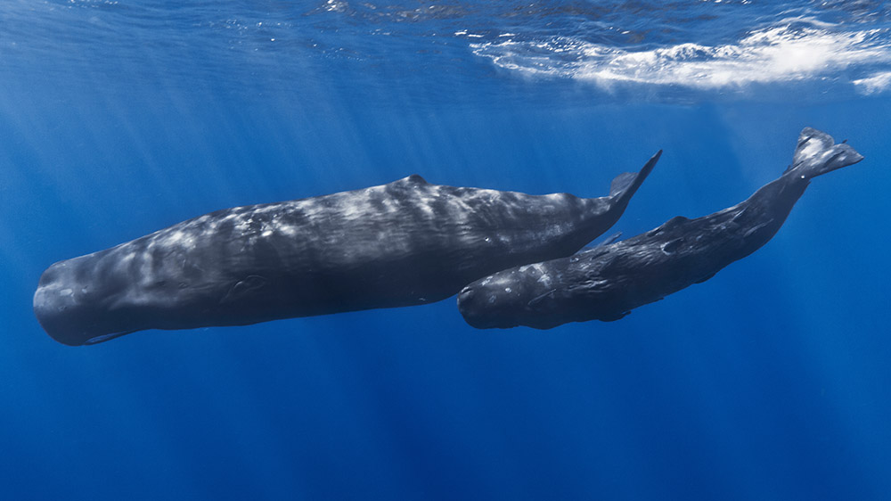 A mother sperm whale and her calf off the coast of Mauritius. (Wikimedia Commons/Gabriel Barathieu)