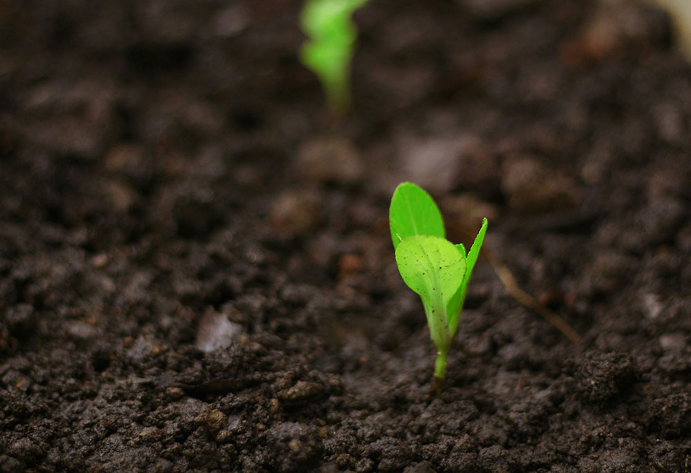 A photo illustration shows a tiny green plant growing out of brown soil. (Unsplash/Daniel Dan)