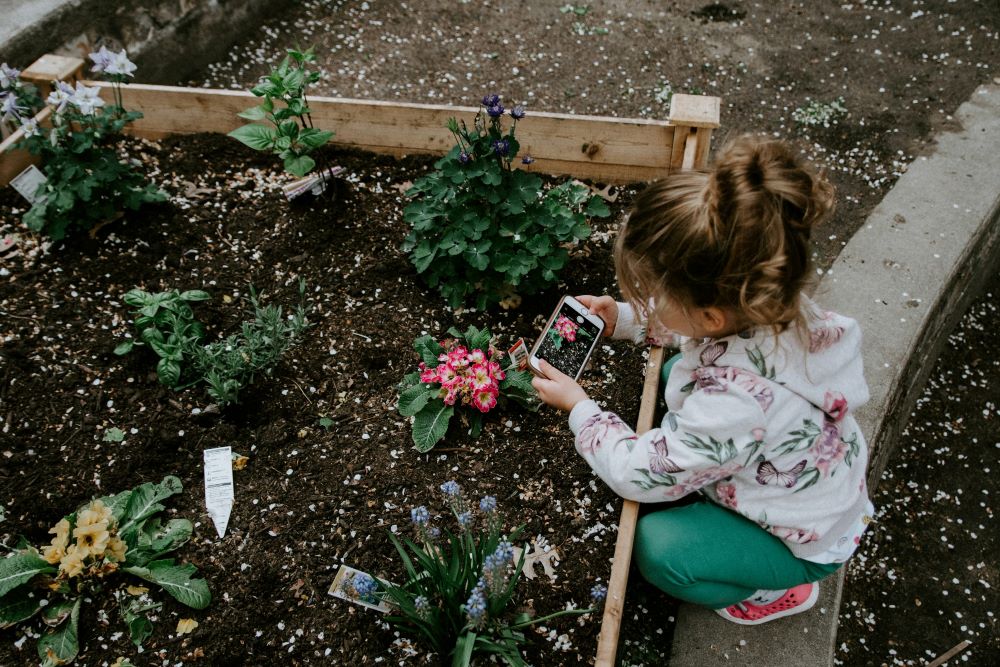 A child takes a photo of flowers growing in a raised garden bed. 