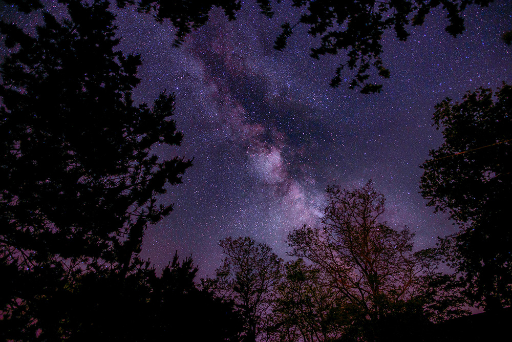 Night sky full of stars viewed through tree branches (Unsplash/Nathan Anderson)