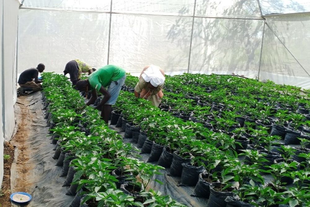 Participants in an agroecology workshop weed green pepper seedlings in a greenhouse. (Courtesy of Zipporah Ngoiri Waitathu)