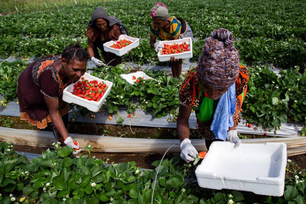 Women pick strawberries in a highland field in Enga Province, Papua New Guinea, in December 2019. (Grist/Getty Images/Betsy Joles)