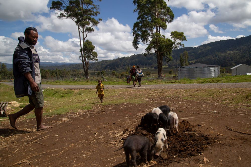 Piglets stand on the road near Kapandas village in the highlands of Papua New Guinea in December 2019. (Grist/Getty Images/Betsy Joles)