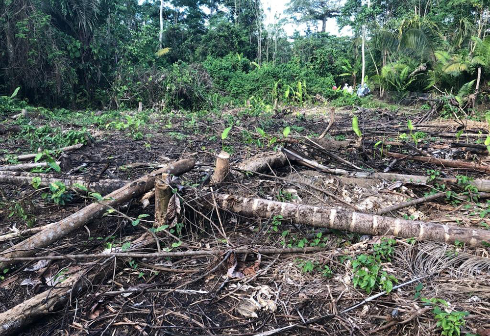 The pale green leaves of new tree growth can be seen in an area of the rainforest that’s been cut for use in area homes. Maketai projects, like the planting of some 10,000 new trees,  have been funded through grants from the Adrian Dominicans' ministry trust fund. (Courtesy of Lorene Heck)