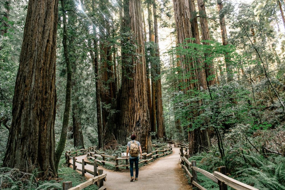 man looks up at redwoods