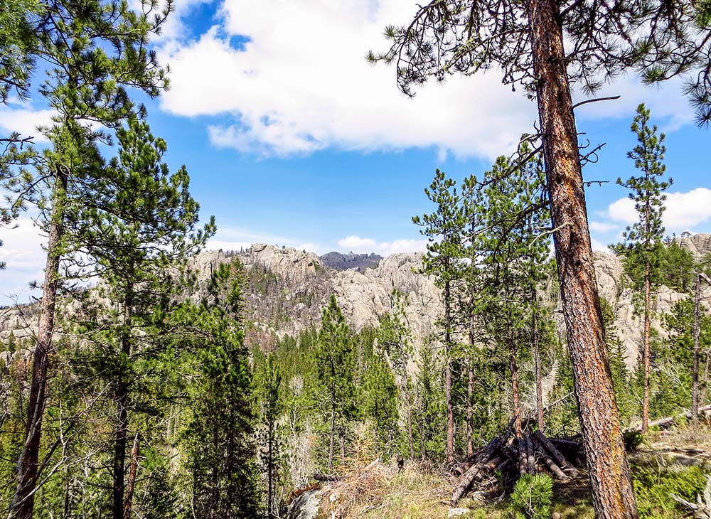 Black Elk Peak in South Dakota is seen in the distance between trees. (Wikimedia Commons/Sam DeLong)