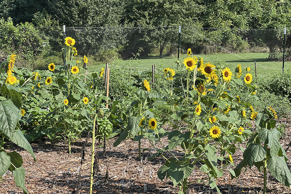 Sunflowers bloom alongside produce at the Our Lady of Victory community garden in Baltimore. The aim of the garden is to provide food for the parish’s bustling food pantry that serves people in Baltimore County and City. (Matt Palmer)