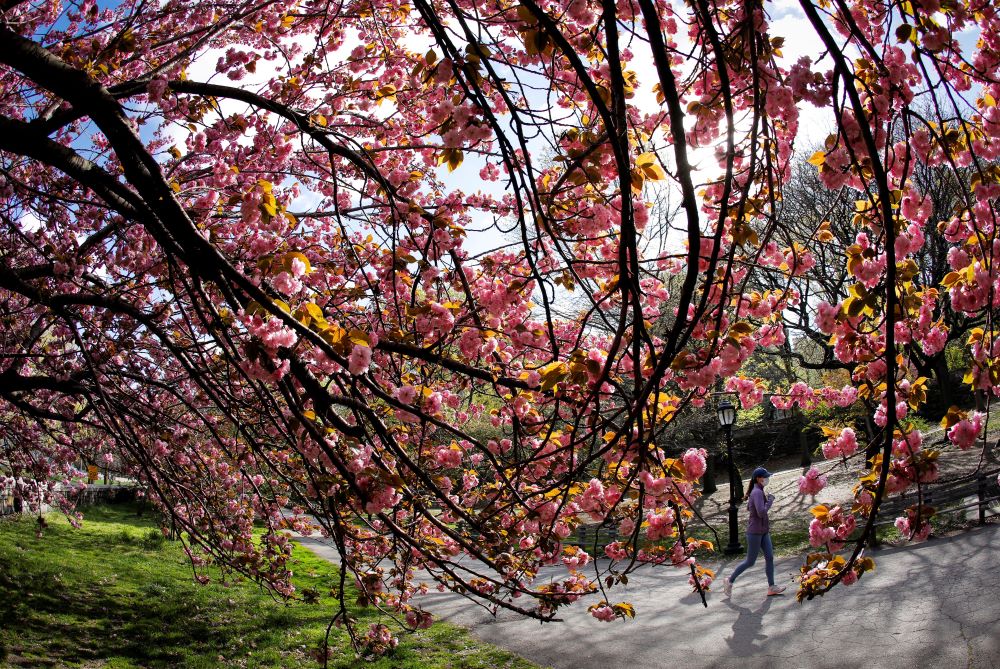 A woman in New York City jogs past blooming cherry trees.