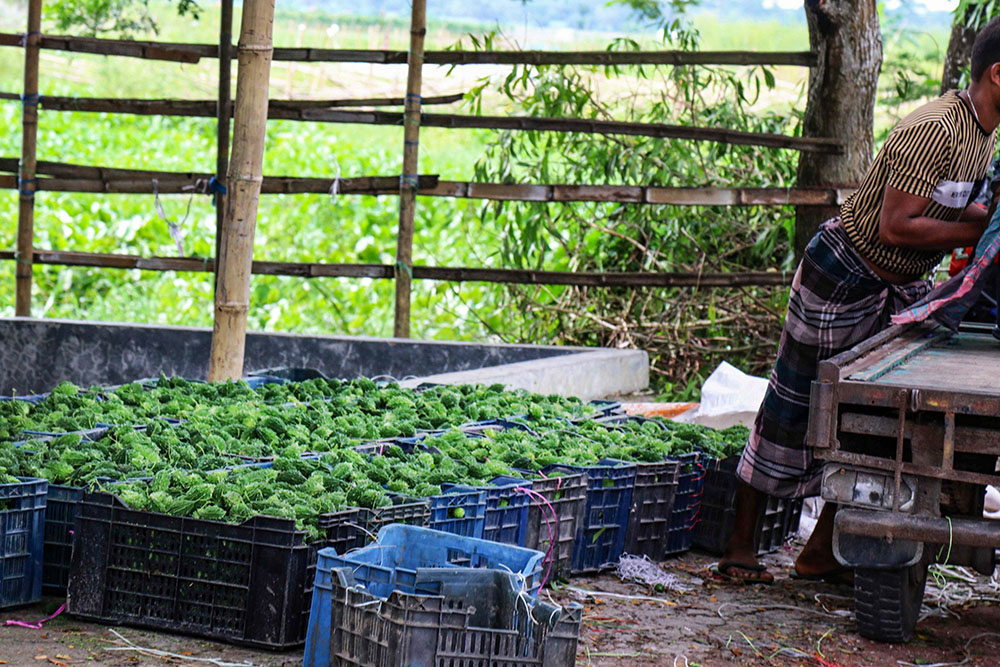 Farmers pick vegetables from their floating gardens and sell them by the roadside and to wholesalers from the city. (Stephan Uttom Rozario)