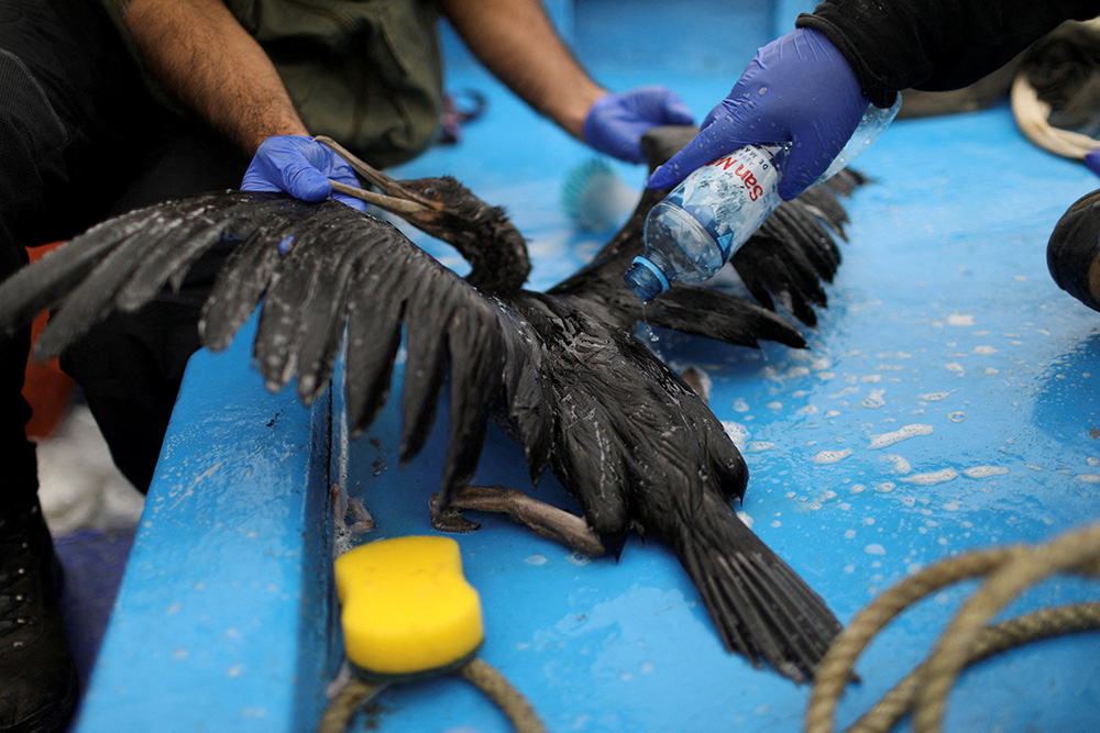 Biologists from the National Service of Protected Natural Areas work with a bird on Jan. 21, 2022, in Ancón, Peru, affected by an oil spill near Lima. (CNS/Reuters/Pilar Olivares)