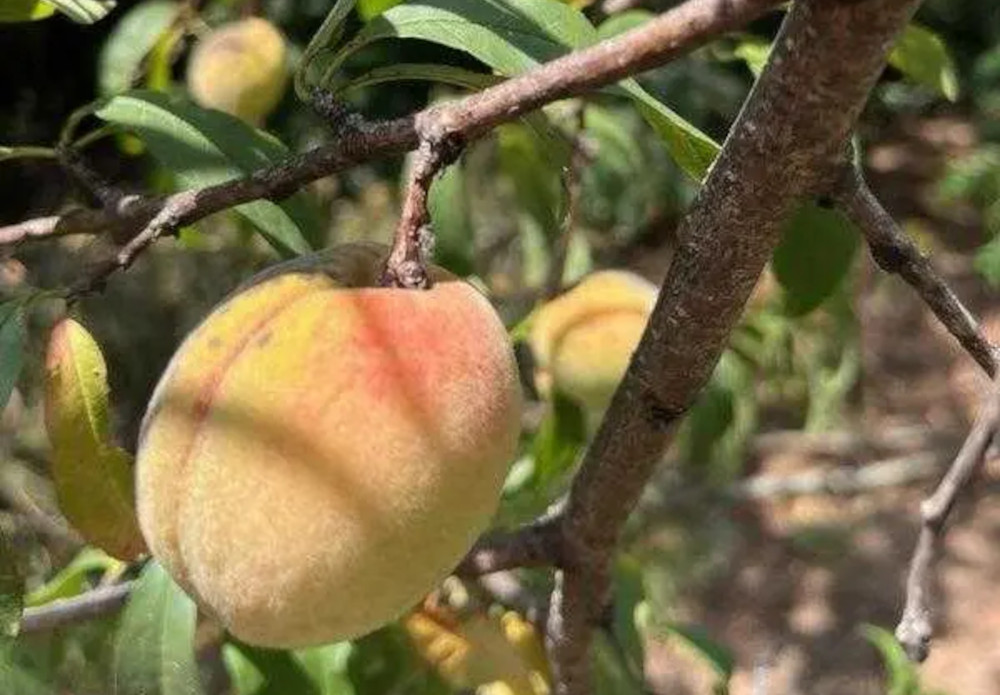 These "Indian peaches" are direct descendants of peach seeds brought across the continent on the Trail of Tears. (Photo courtesy of John John Brown)