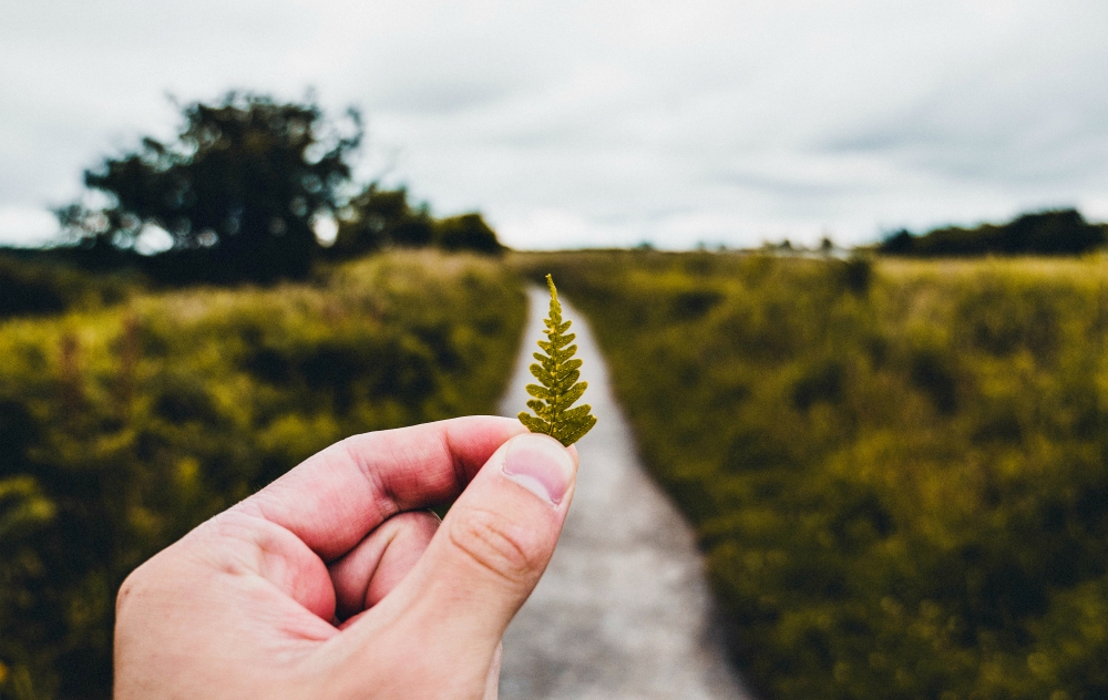 Reconnect with the natural world (Unsplash/Luke Porter)