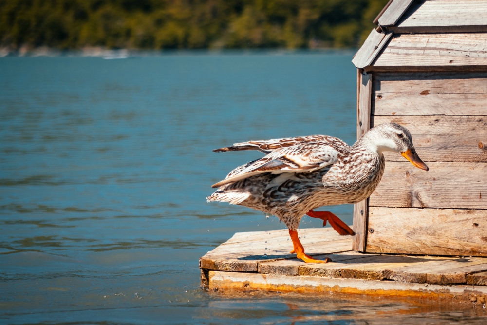 Evidence of divine sense of humor: a walking duck (Unsplash/Mack Fox (MusicFox))