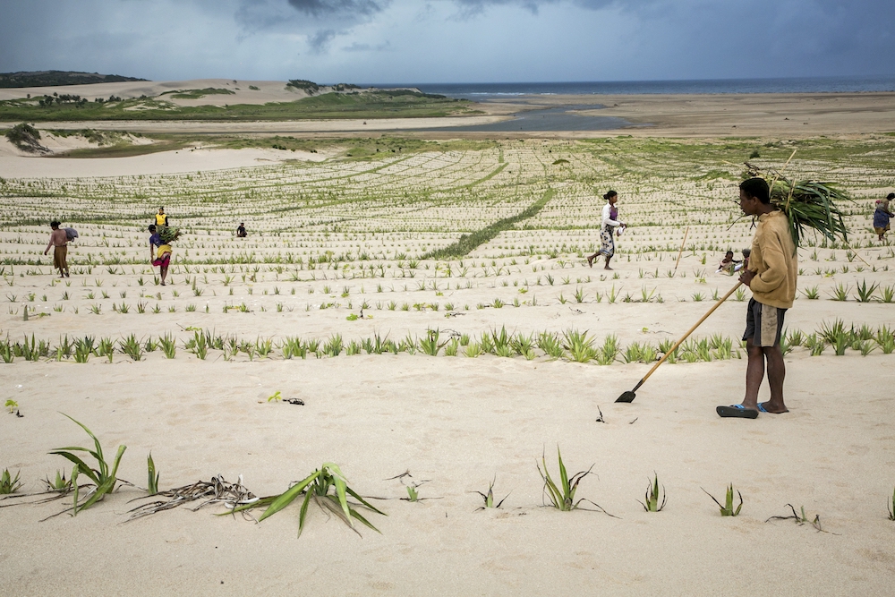 Community members plant sisal on sand dunes to stabilize them in rural Madagascar in 2019. (CNS/Catholic Relief Services/Jim Stipe)