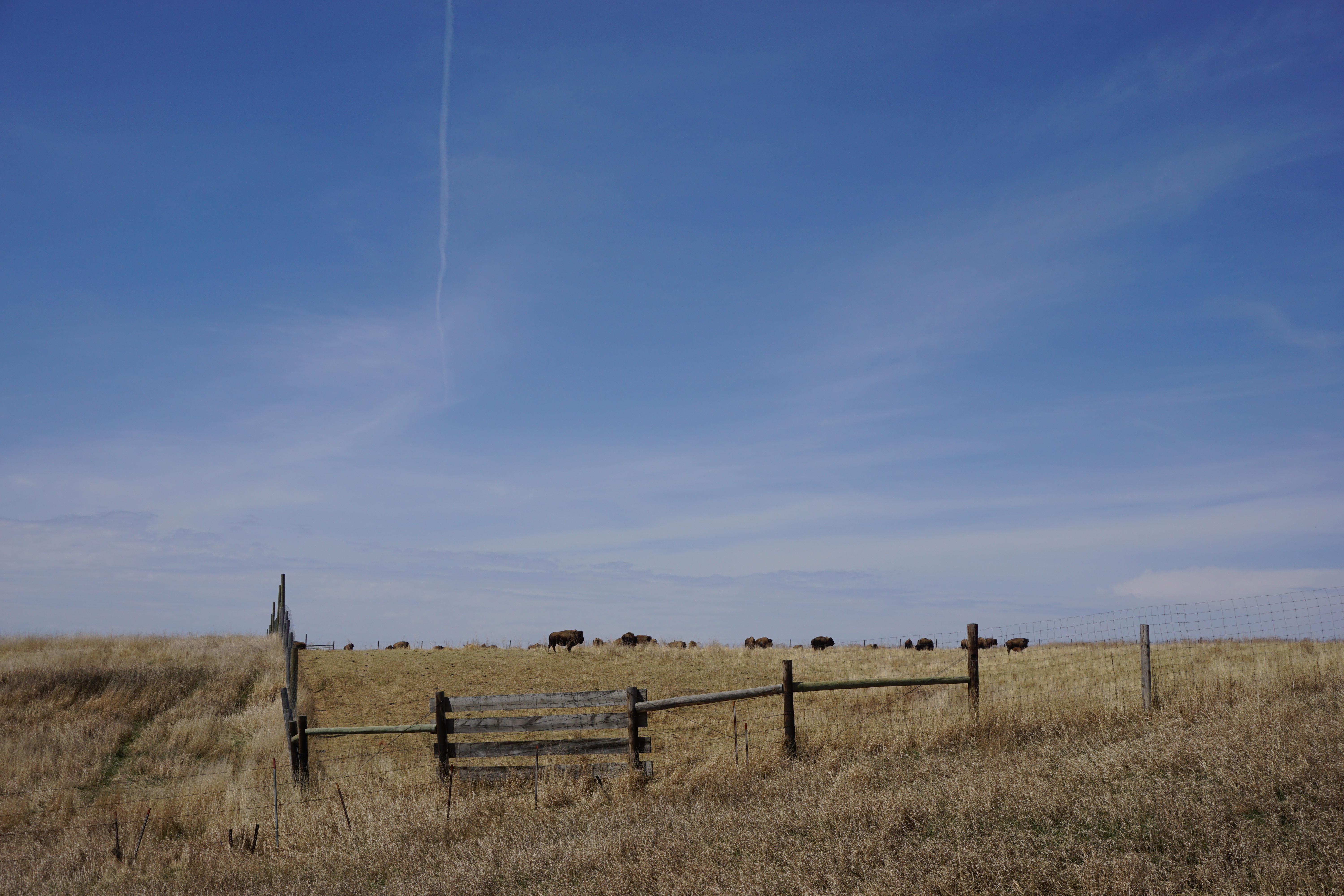 Buffalo are seen along a country road on the Cheyenne River Indian Reservation. (NCR photo/Vinnie Rotondaro)