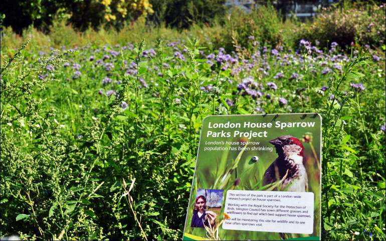 A section of Paradise Park is seen planted with grasses and flowers intended to attract house sparrows in the London borough of Islington in August 2011. (Wikimedia Commons/George Rex)