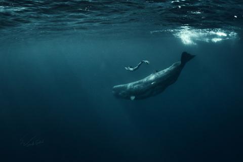 A freediver swimming close by a sperm whale underwater in the Atlantic Ocean near Azores. (Wikimedia Commons/Will Falcon aka Vitaly Sokol)