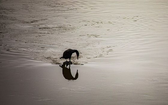 A cormorant is seen on the Anacostia River April 26, 2020, near Bladensburg, Maryland. (CNS/Chaz Muth)