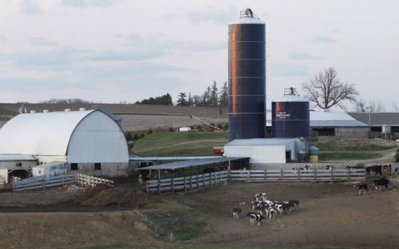 Cows are pictured in a file photo grazing on a farm just outside Postville, Iowa. For the past 100 years, Catholic Rural Life, based in St. Paul, Minn., has ministered to Catholics who live and work in a rural setting. (OSV News photo/CNS file, Bob Roller)