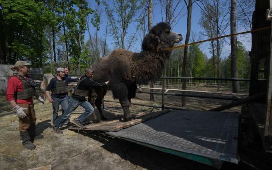 Eugene, a volunteer at Feldman Ecopark near the Russian border in Ukraine, helps push one of the zoo's massive camels onto a truck so that he can be evacuated.  