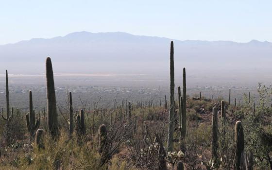 Cacti in desert